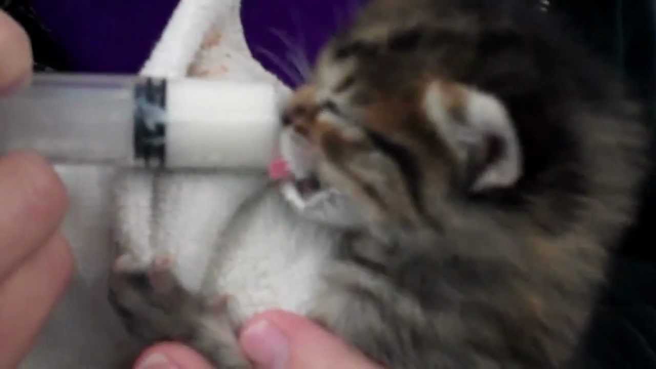 Baby Kittens Headed To Foster Care 