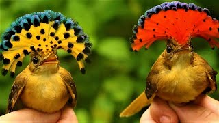 Royal Flycatcher The Most Exotic Bird On The Planet Earth