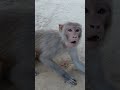 #monkey #funny face #moment #video