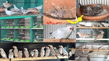 Dove and Java Bird Mutations Breeding Setup Guide