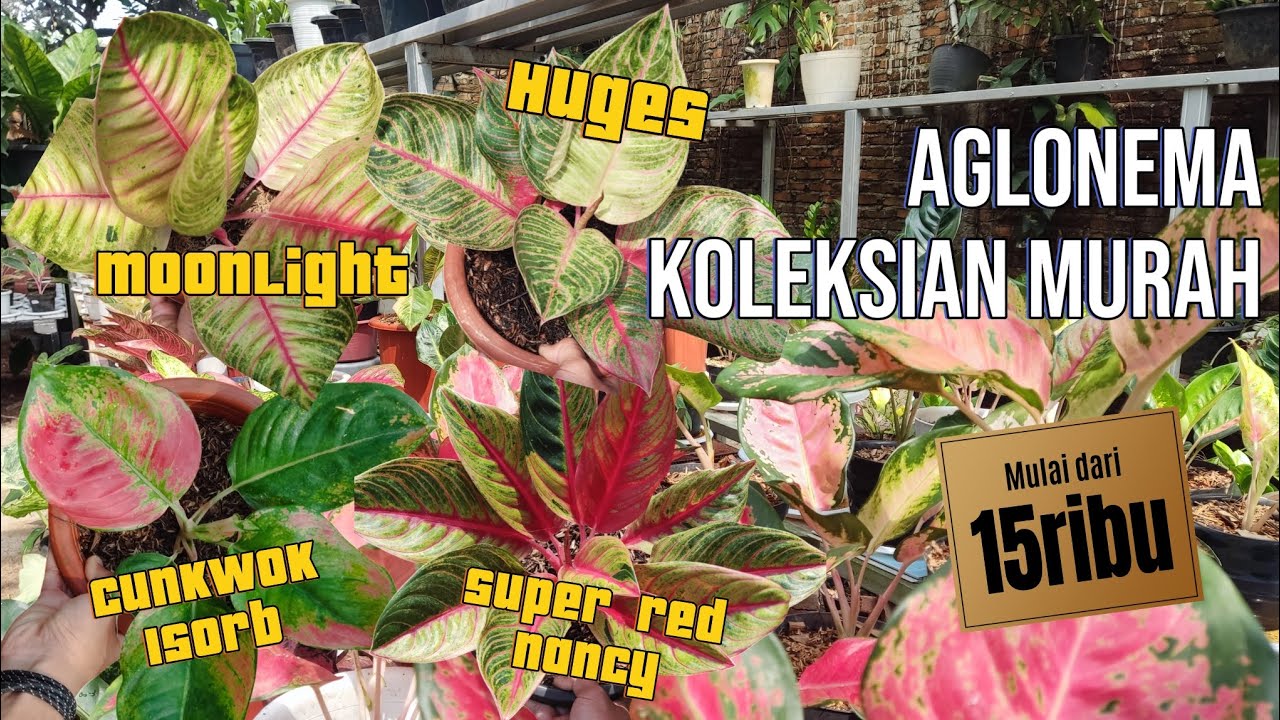 JUAL TANAMAN HIAS ONLINE. AGLONEMA KOLEKSIAN HARGA TERJANGKAU EDISI PERKENALAN. Aglonema Murah EPS 2