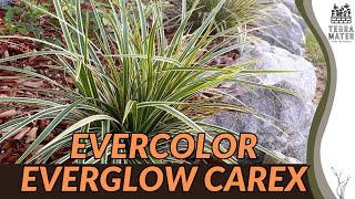 Introduction to EverColor Everglow Carex (Carex oshimensis ‘Everglow’): A Stunning Ornamental Grass!