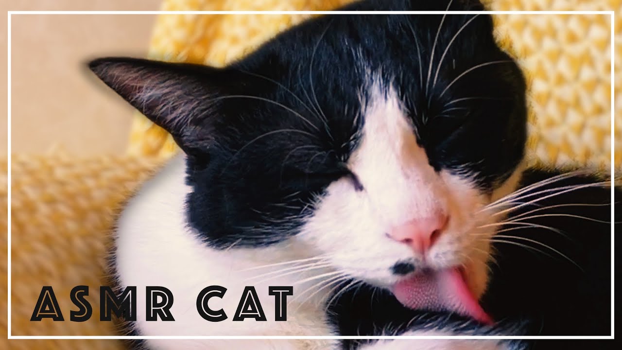 作家さんが手掛けた美しいお色でどの角度からも可愛い過ぎる眠り