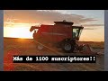 Bastante maíz!!