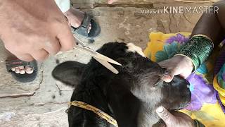 Disbudding in Calves:Easy and Scientific Method  बछडे मे सिंग की कलिया निकालने का आसान एवं सही तरिका