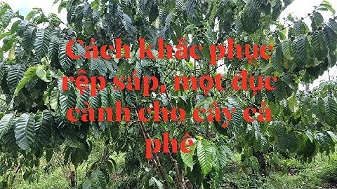 Rệp sáp, mọt đục cành trên cây cà phê và phương pháp khắc phục hạn chế rệp sáp