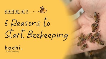 Beekeeping in the Philippines - 5 Reasons to Start