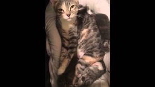 Nursing mommy cat and her four kittens by Foster Kitty Mama 641 views 8 years ago 1 minute, 27 seconds