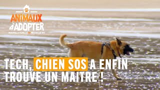 Tech, un chien SOS, a enfin trouvé un maître - Animaux à Adopter