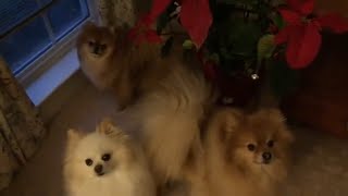 The small Pomeranian dog makes a funny barking sounds outdoor