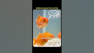 🧠 Goldfish Remember More Than You Think #GoldfishFacts #MythOrMonster #AnimalShorts