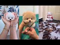Забавный милый шпиц тик ток  | Chó Phốc Sóc Mini Tik Tok Funny Pomeranian Videos #1
