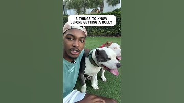 3 things to know before getting a pitbull #xlbully #pitbulldog #dogbreed #shorts
