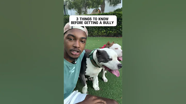 3 things to know before getting a pitbull #xlbully #pitbulldog #dogbreed #shorts