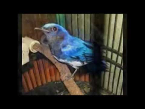 Perawatan Piyikan Burung Selendang Biru Youtube