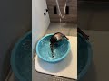 This Otter Is Too Smart