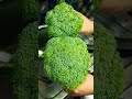Indian Potato Broccoli Curry Recipe Tasty Curry Broccoli Soup Fastcook2