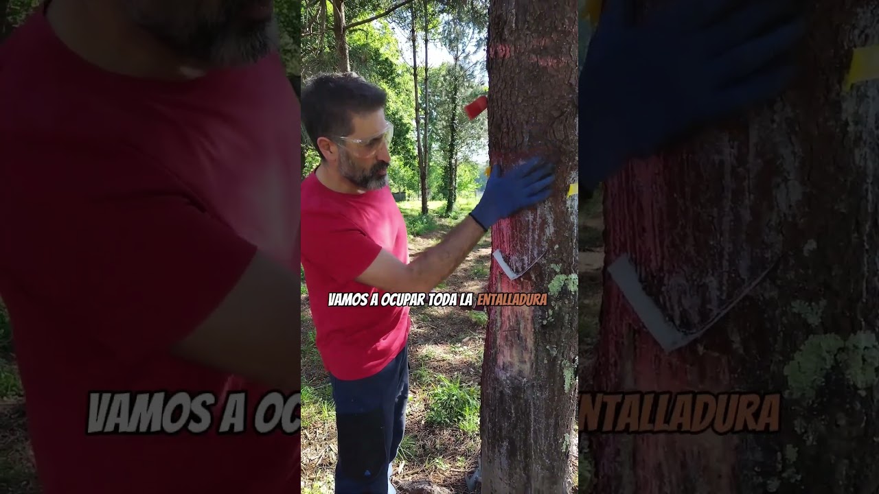 Resinación de Pinos: la primera pica