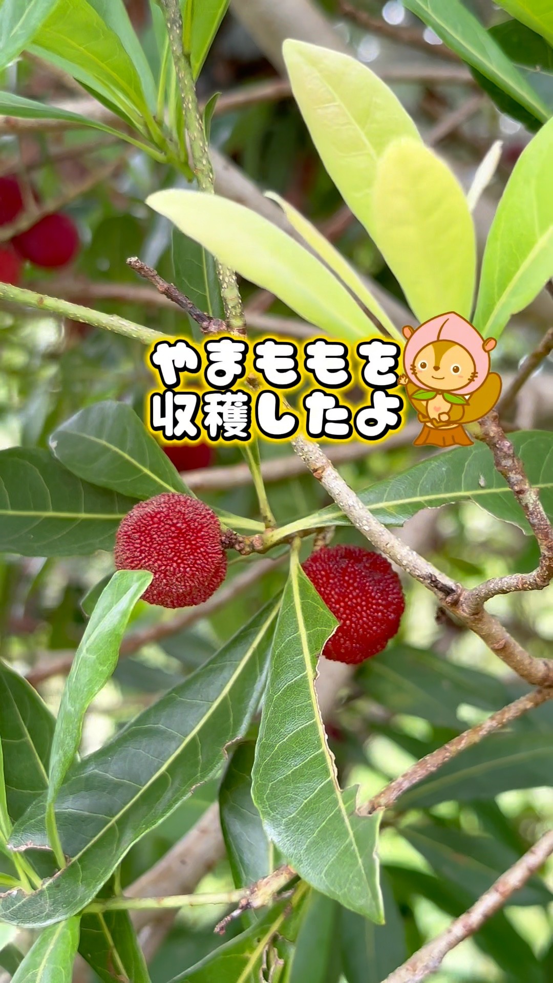 やまももとモモンちゃん #momonchan #やまもも #ヤマモモ #畑 #モモン