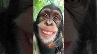 I hope this makes you smile 😆 Vānara 🐵 #chimp #teeth #chimpanzee #ape #monkey #cute #happy