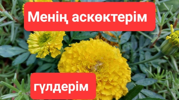 Серф қыздар туралы порно әңгімелер