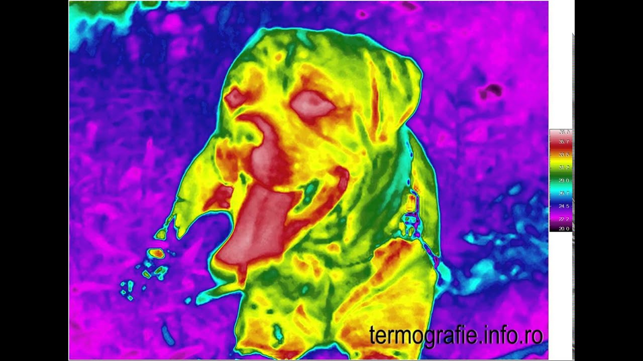 Infrared video dog YouTube