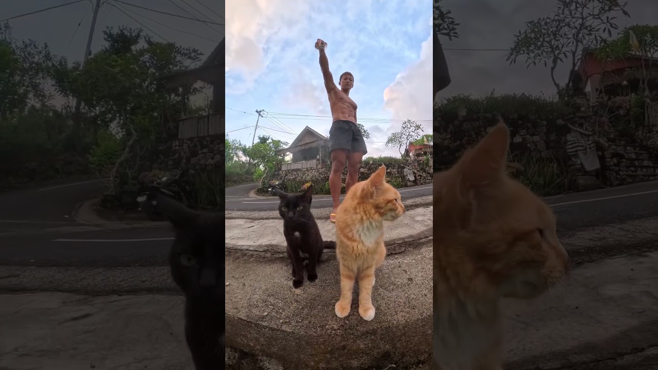 可愛い相棒たち🐈