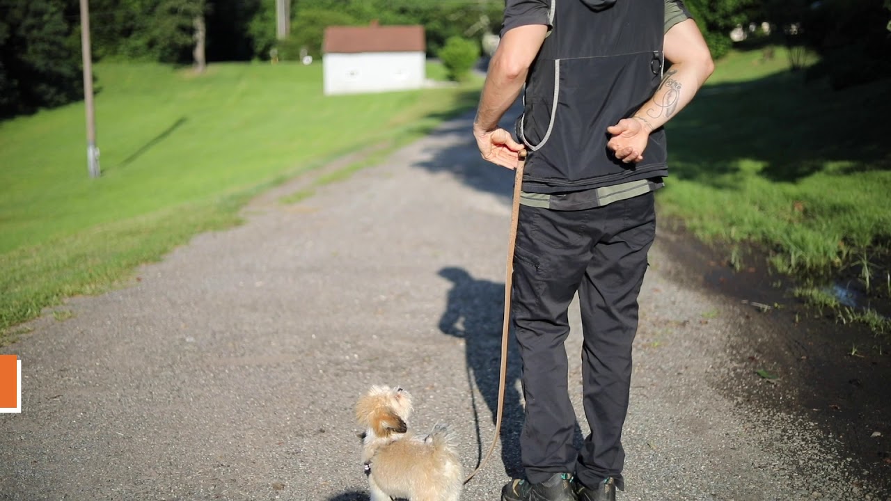 Puppy Training Best Buddy Dog Trainer LLC YouTube