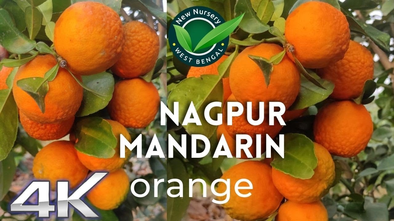 Nagpur Orange Plant Learn The Secret Why Not Cultivate Nagpuri