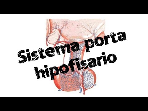 Sistema porta hipofisario