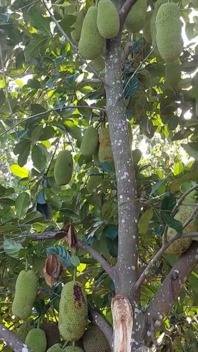 CEMPEDAK BERBUAH NANGKA