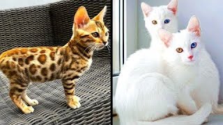 Rarest Cats That Exist #wildlife #nature #animallife #cat