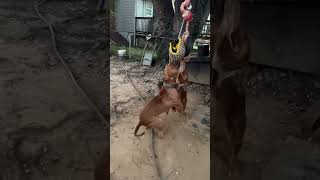 Apbt Vs Pitbull