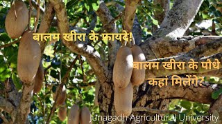 Kigelia Africana | sausage tree | Junagadh Agricultural University | बालम खीरा के फायदे |