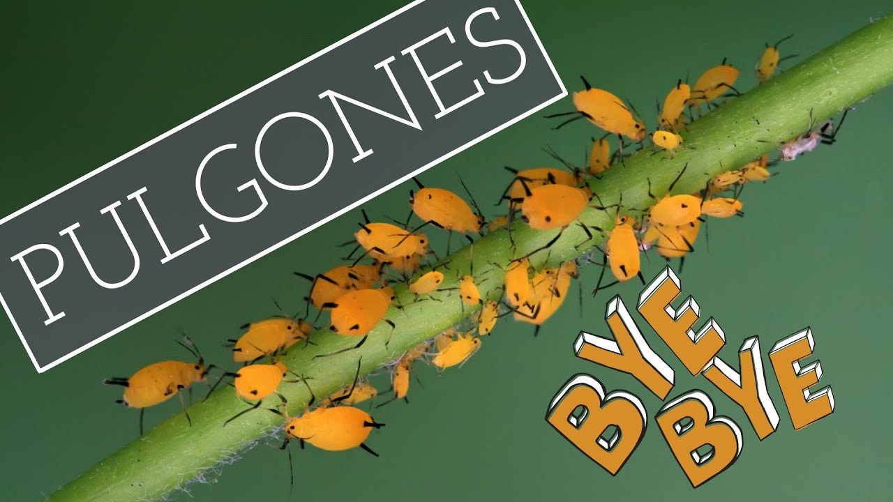 La SOLUCIÓN  contra los PULGONES  👌