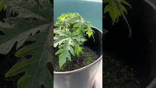 How to Grow Papaya Tree on terrace | Indian Desi Jugad | youtubeshorts shorts