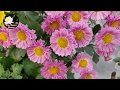 गुलदाउदी के पौधे घर में कैसे तैयार करे ll Full Video with Result ll How to Grow Chrysanthemum Plants