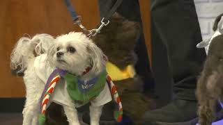 North Carolina pet adoption group participating in Howl-oween Costume Contest