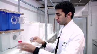 Ali Afify and odor detection in mosquitoes