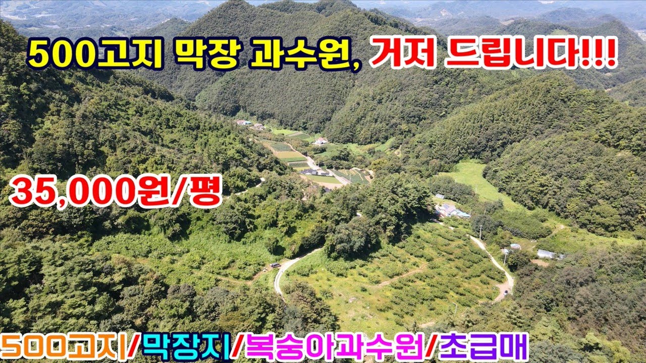 [매번:681] 단양 500고지 막장지 산자락 초급매( 평당3.5만원) 수익형 복숭아 과수원 토지  전 13,874㎡ (계획관리지역)