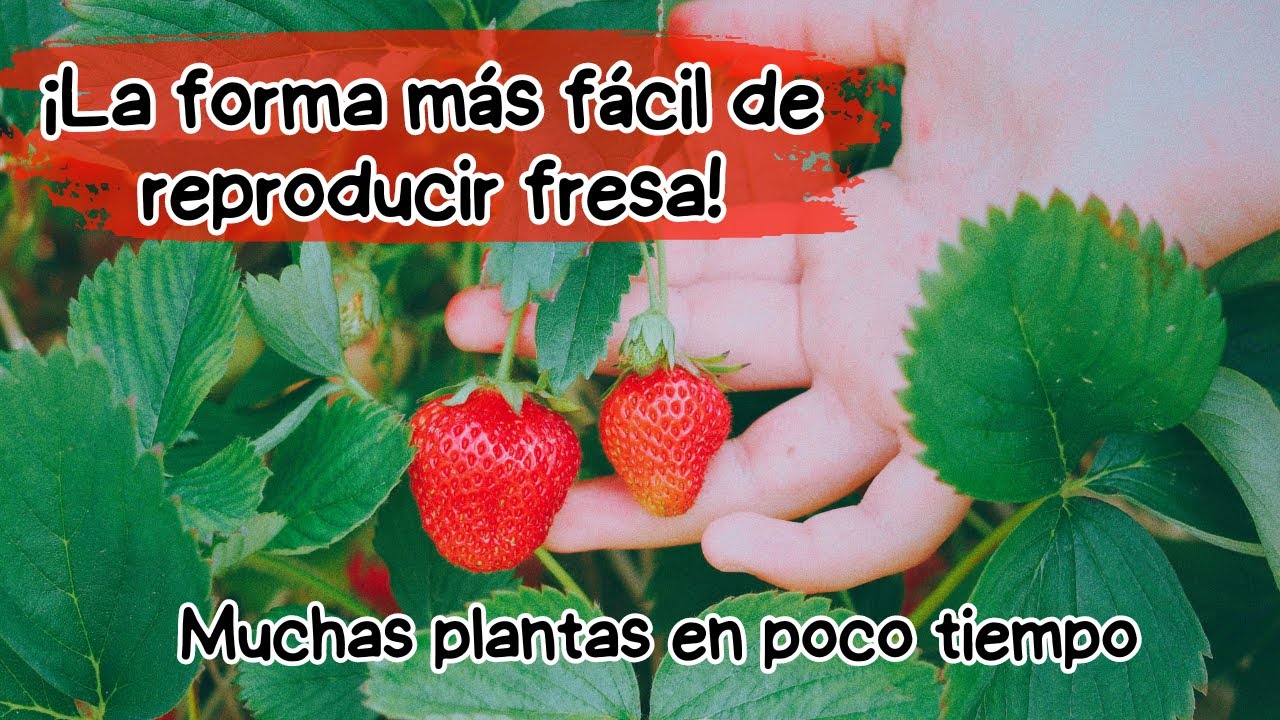 Cómo multiplicar plantas de fresa en poco tiempo//2 formas de reproducción🌱🍓