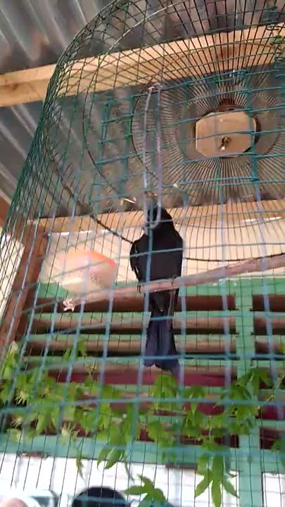 Suara pancingan burung srigunting Antena, langsung emosi mendengar ini