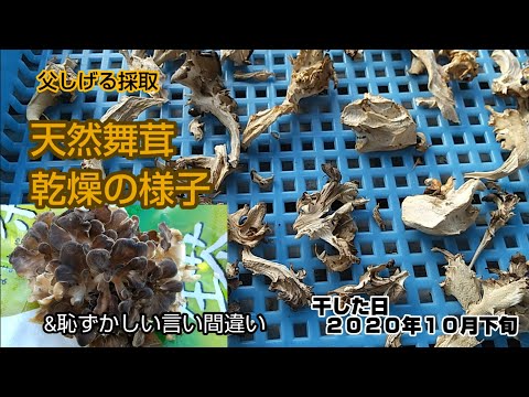 Dry the natural Maitake mushrooms that my father picked in the sun