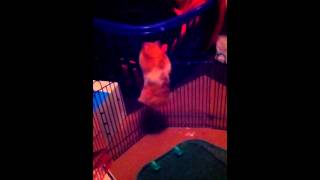 Itchy Escaped Her Playpen