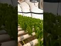 Grow Romaine! Grow! #forestgump #romaine #lettuce #hydroponics