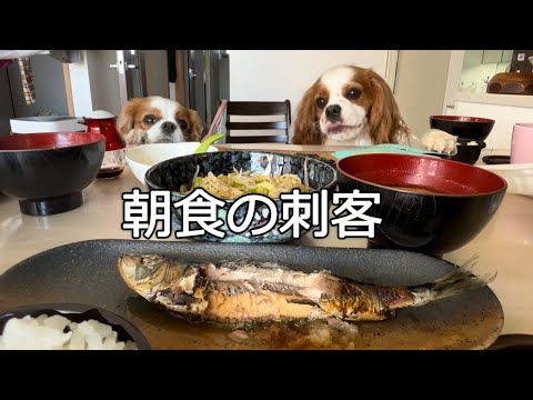 日曜の朝食。キャバリア犬2匹いるとこうなります。