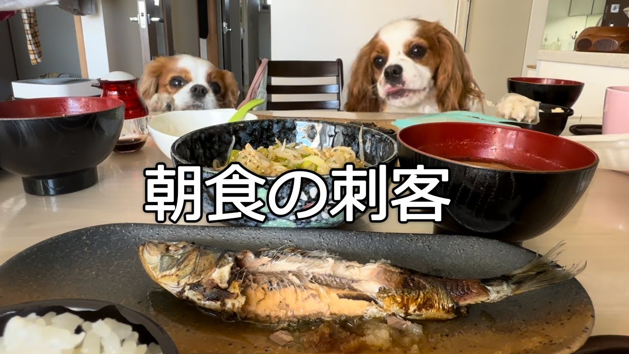 日曜の朝食。キャバリア犬2匹いるとこうなります。
