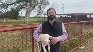 Marking lambs from ADSBS collaborative research project