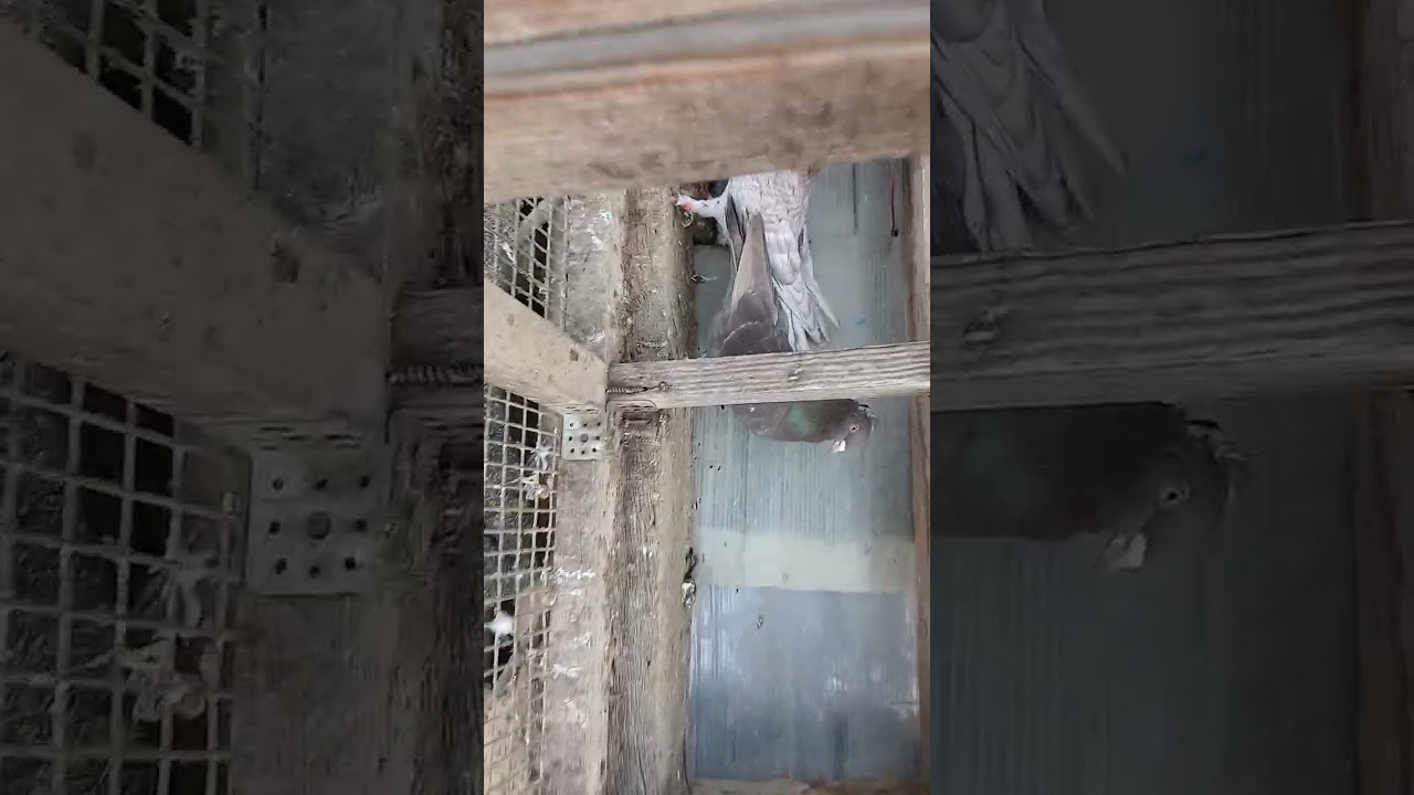 Обзор по мраморным 26 год 