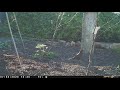 cat pooing